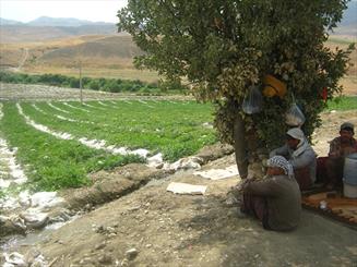 فرصتی برای عبور از کشاورزی سنتی در بالادست رود گاماسیاب